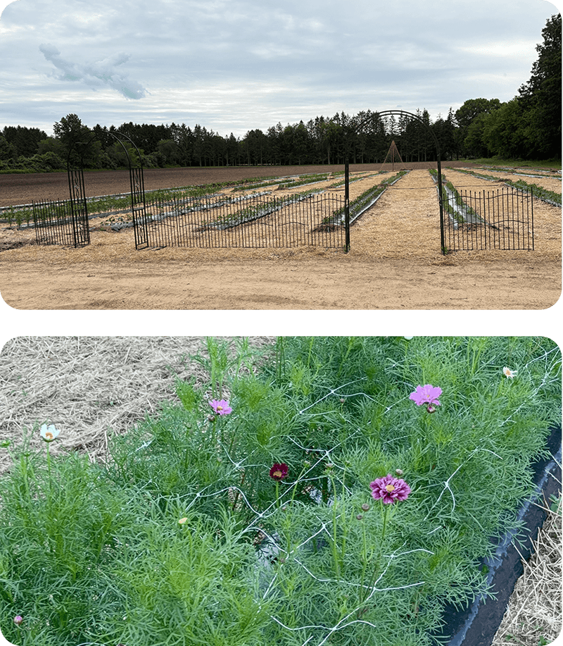 fences-netting